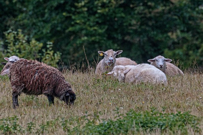 Fårbete Eliassons får på bete.