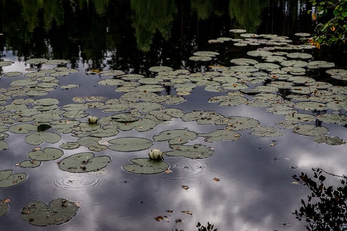 Rastplats Vita näckrosor vid rastplatsen.