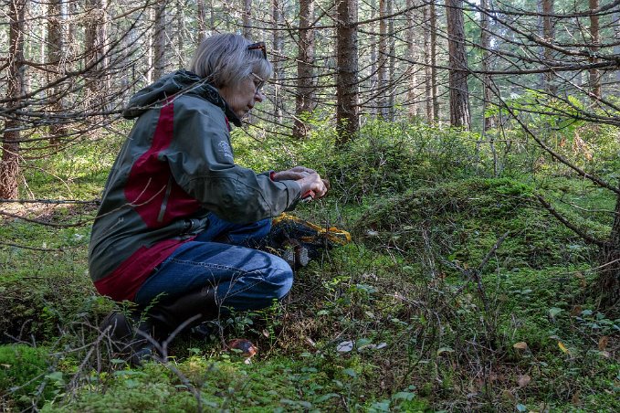 Svamplockning Karl-Johansvamp rensas i skogen i Bollsbyn.