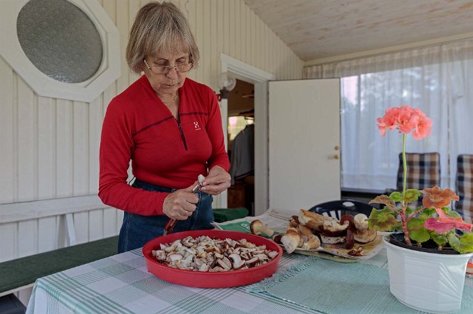 Svamprensning Kristina förbereder svampskörden för torkning.