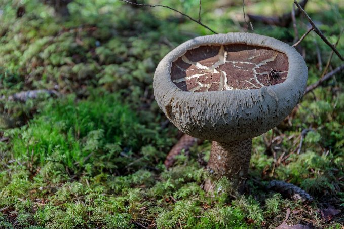 Vrängd svamp Konstig soppform