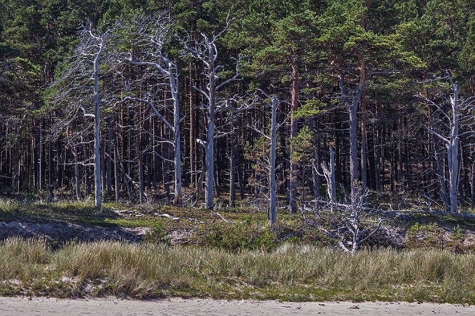 Mumifierade tallar Torrakor på höjden ovan sandstranden vid Las Palmas