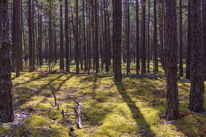 Tät och vacker tallskog