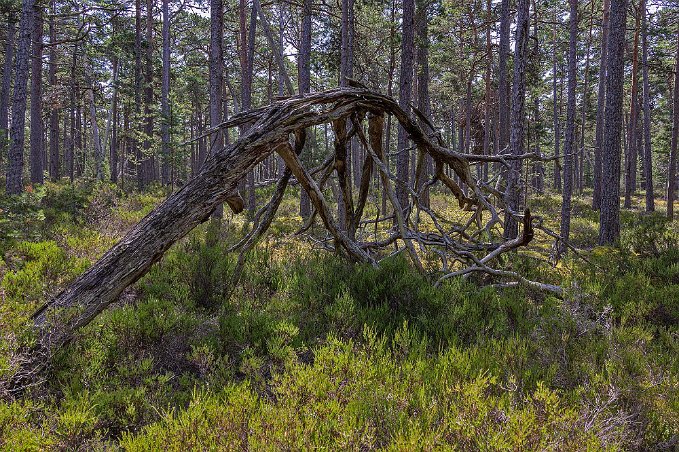 Trädskelett Trädskelett och torrtall efter vägen mot fyrbyn,