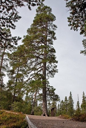 500-årig tall i Fulufjälls nationalpark
