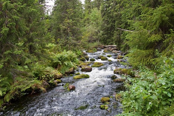 Björbäcken nedan Njupeskärsfallet