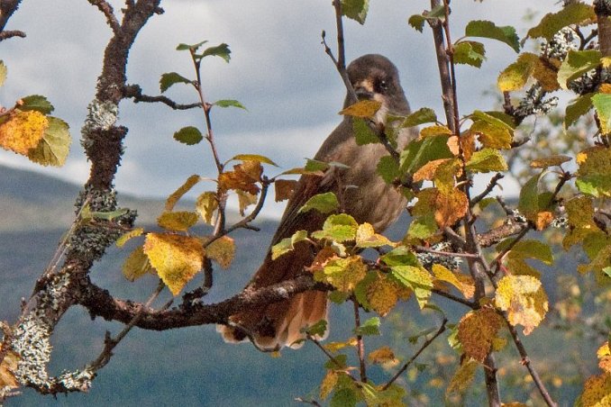 Lavskrika i en björk