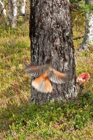 Lavskrika mot tall