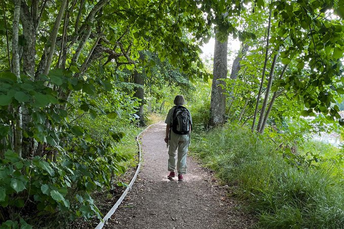 Bekväm stig på Granön Handikappanpssad vandringsstig i början av slingan på Granön i Gysinge.