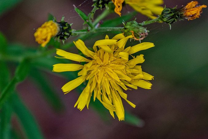 Flockfibbla Flockfibbla (Hieracium umbellatum) längs stigen på Granön.