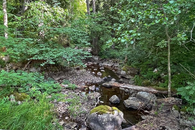 Granön i Gysinge På Granön, mitt i Grysingeforsarna, anlade Gustaf Benedicks 1876 en engelsk park med bl.a avenbok, bok och sykormorlönn. På ön växer i dag en parkartad...