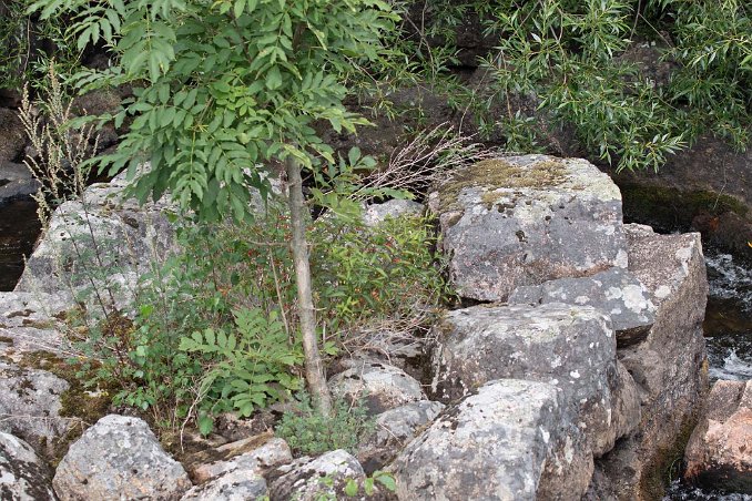 Rönn i ruinrester Rönn i ruinrester mitt i strömmen