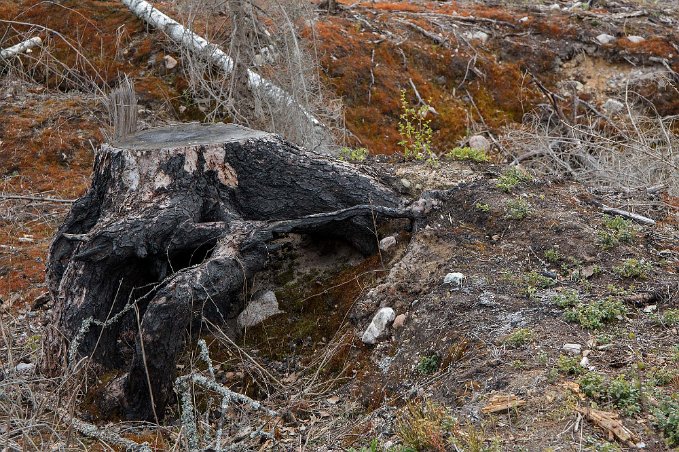 Förkolnad stubbe Förkolnad stubbe i Brända skogen