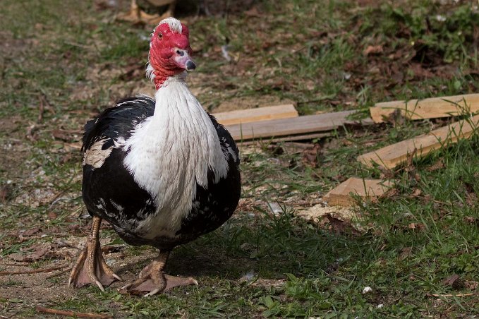 Myskanka Myskankan som är gårdens ankveteran.
