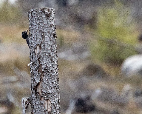 Spillkråka 2017, utflykter,Fåglar,Västmanland,brandskogen