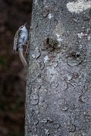 Trädkrypare