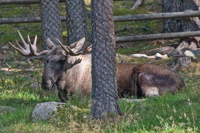 Älg Älg (Alces, alces) i Järvzoo. Det är vårt lands absolut största djur – och dessutom det i särklass största hjortdjuret i hela världen. De svenska älgtjurarna...