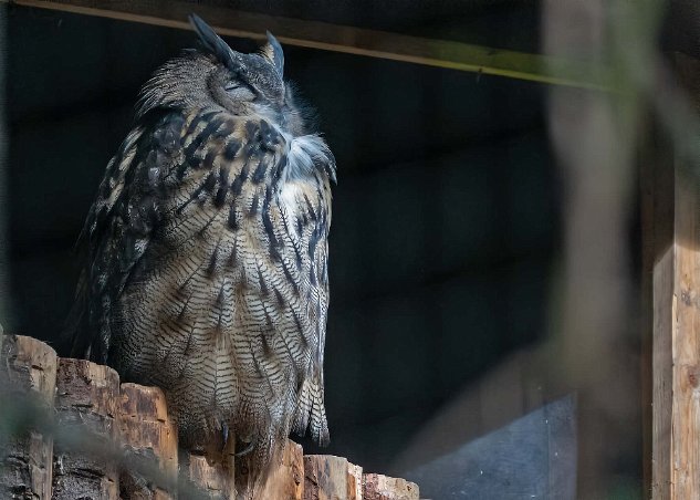 Berguv Berguv (Bubo bubo) i Järvzoo – en av Europas största samt en av världens största ugglor.