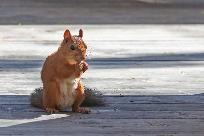Ekorre Röd ekorre i Järvzoo.