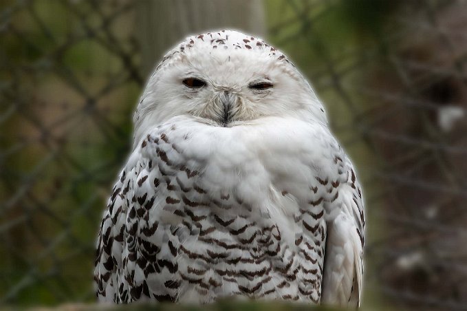 Fjälluggla Fjälluggla (Bubo scandiacus), 55-65 cm lång och ett avstånd mellan vingspetsarna på 150-165 cm. Hanen kan väga 1,3-2 kg. Honan är större och kan väga upp till...