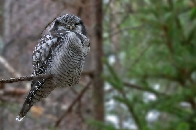 Hökuggla Hökugglan har fått sitt namn genom att den påminner om en hök med sitt tvärrandiga bröst, långa stjärt och smalare vingar.