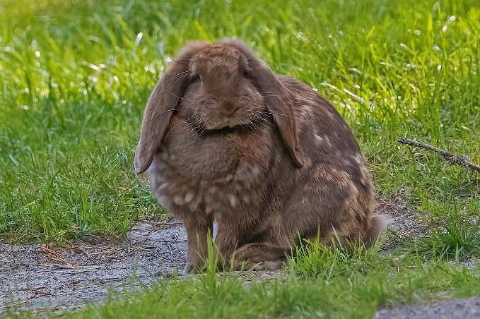 Holland Lop Holland Lop, kaninras som utvecklats av en holländsk uppfödare, Adriann De Cock , somsägs har noggrant korsat och tillbakakorsat hollänska dvärgkaniner med...