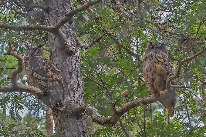 Hornuggla Hornugglan är mest aktiv i skymning och gryning och då man kan få se den jaga över öppna odlingslandskap där det finns närliggande skogsdungar och myrmarker....
