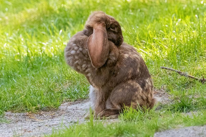 Holland Lop Holland Lop, kaninras som utvecklats av en holländsk uppfödare, Adriann De Cock , somsägs har noggrant korsat och tillbakakorsat hollänska dvärgkaniner med...