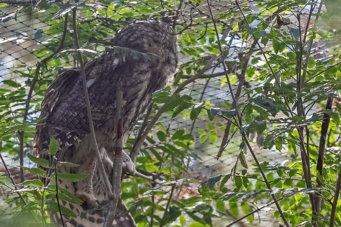 Kattuggla Kattuggla (Strix aluco) i Järvzoo. Är mycket nattaktiv. Under dagtid sitter den helst tätt mot stammen på en tät gran. Lätet är det hoande som de flesta...