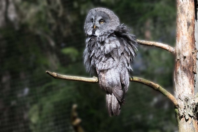 Lappuggla Lappuggla (Strix nebulosa) är en av våra största ugglor, nästan lika stor som berguven. Namnet till trots förekommer den inte bara i norra Sverige utan även i...