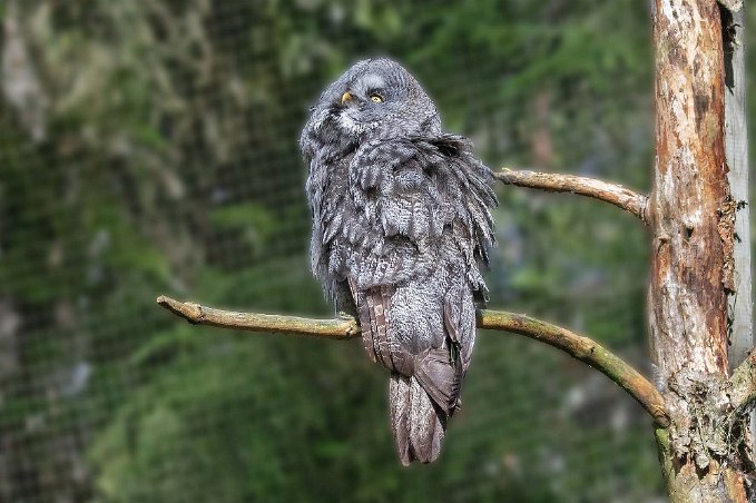 Lappuggla Lappuggla (Strix nebulosa) är en av våra största ugglor, nästan lika stor som berguven. Namnet till trots förekommer den inte bara i norra Sverige utan även i...