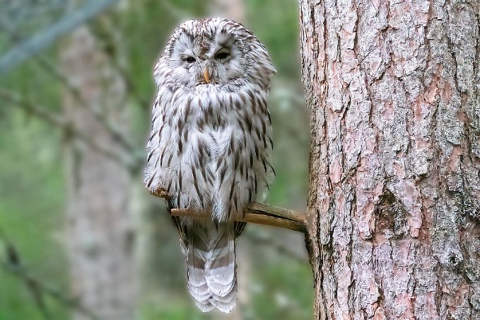 Slaguggla Slagugglan lämnar mycket ogärna sitt revir. Har ibland slags skällande läte som kan förväxlas med en hunds ståndskall.