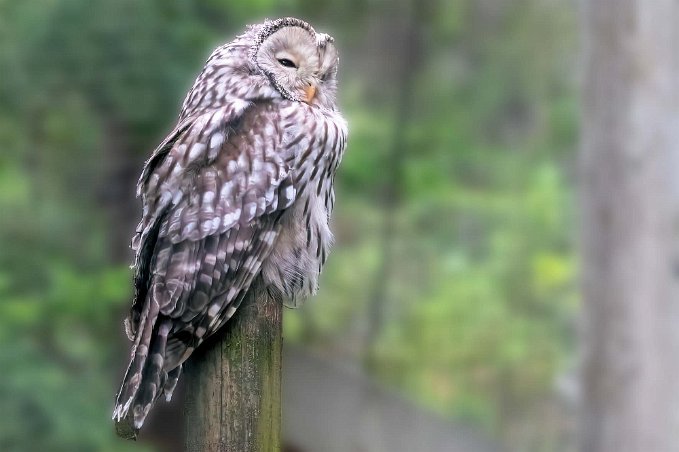 Slaguggla Slagugglan är sorkspecialist, främst tar den vattensork och åkersork. Slagugglan Jago är född 2011.