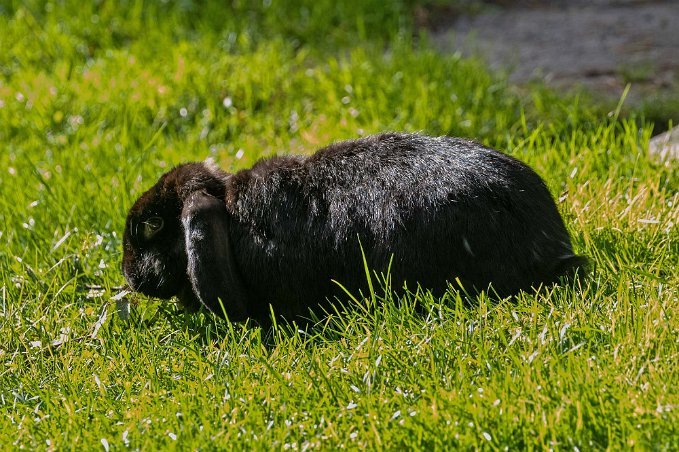 Svart Holland Lop Svart Holland Lop i Järvzoo