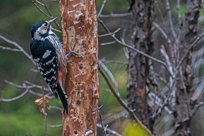 Vitryggig hackspett Vitryggig hackspett (Dendrocopos leucotos) i Järvzoo har minskat kraftigt. Från att ha varit spridd över nästan hela landet finns numera bara ett 20-tal fåglar...