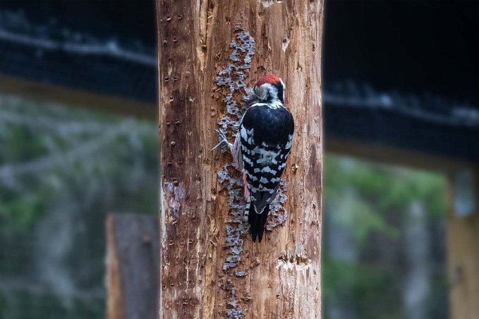 Vitryggig hackspett Vitryggig hackspett (Dendrocopos leucotos) i Järvzoo har minskat kraftigt. Från att ha varit spridd över nästan hela landet finns numera bara ett 20-tal fåglar...