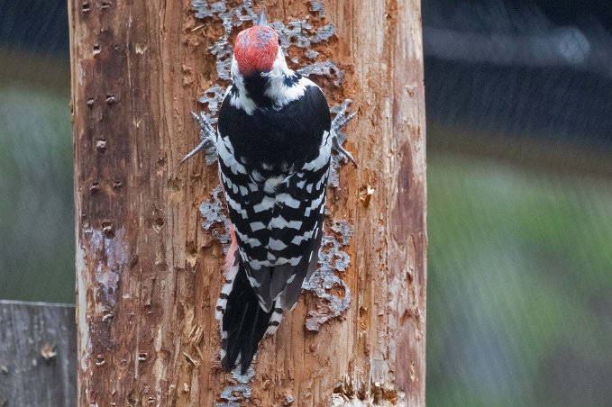Vitryggig hackspett Vitryggig hackspett (Dendrocopos leucotos) i Järvzoo har minskat kraftigt. Från att ha varit spridd över nästan hela landet finns numera bara ett 20-tal fåglar...