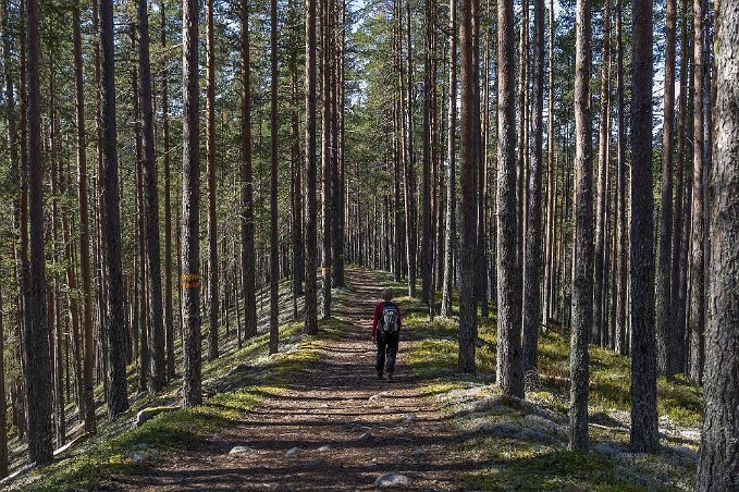 Gröntjärnsleden Vandring uppe på en rullstensås fram till parkeringen nere vid Gröntjärn.