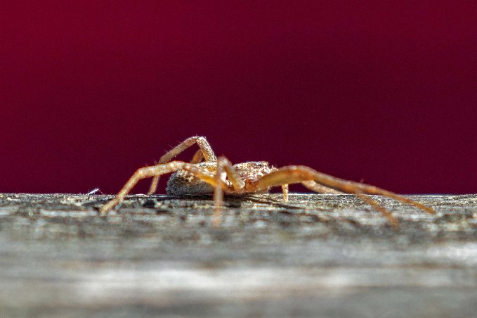 Spindel Långbent besökare på fikabordet vid Gröntjärn .