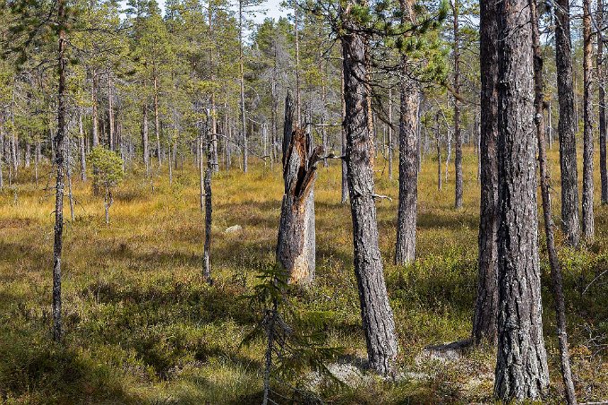 En av få orörda skogar Den äldsta delen av Hamra nationalpark är en av få orörda skogar i mellersta Sverige. En del träd är över 400 år gamla.