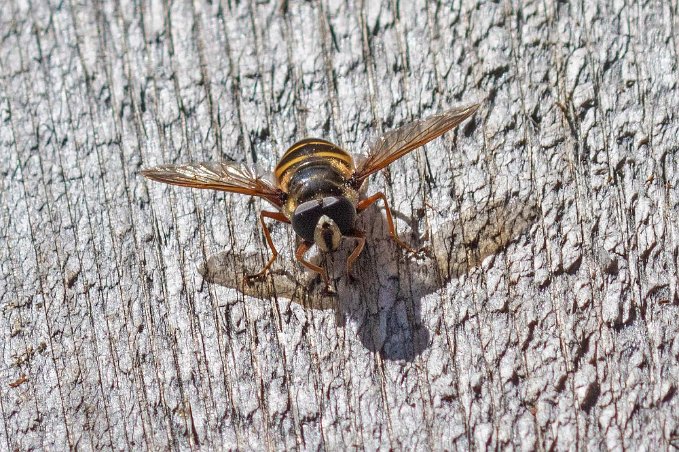 Getinglik tigerfluga Getinglik tigerfluga I Hamra nationalpark (Temnostoma vespiforme) – stor blomfluga som blir 13 – 18 mm lång. Bakkroppen har en svart grundfärg med sex till åtta...