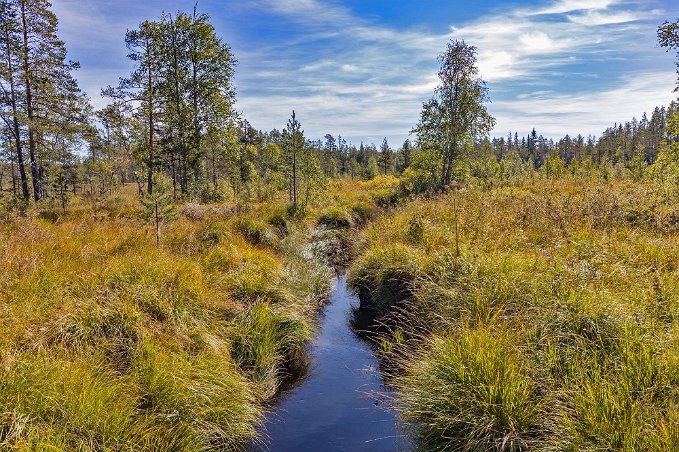 Hamra nationalpark Dike i myren strax före utsiktstornet.