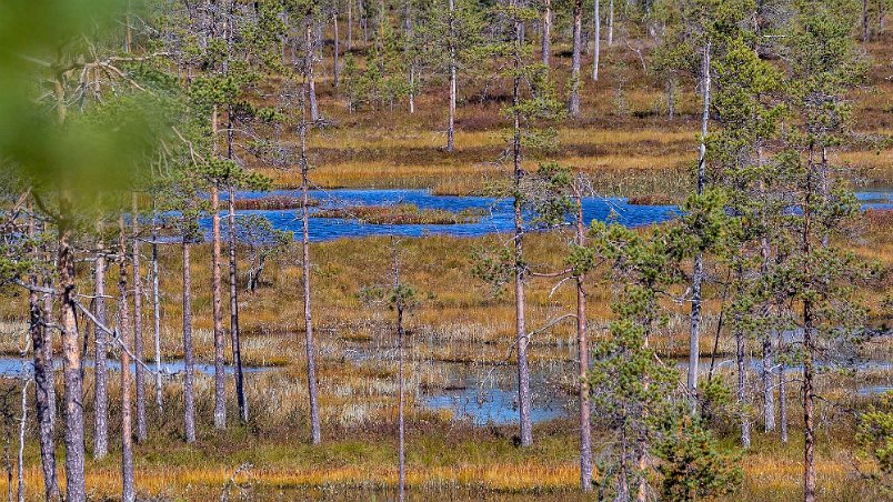 Hamra nationalpark Vy över myrlandskapet från utsiktstornet.