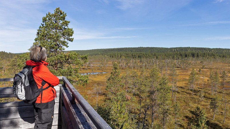 Hamra nationalpark Vy över myrlandskapet från utsiktstornet.