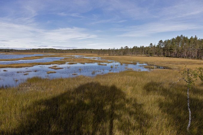Hamra nationalpark Nästan halva nationalparken är ett stort sammanhängande myrkomplex bestående av kärr, bäckar, små tjärnar, gungflyn och tallbevuxna holmar.
