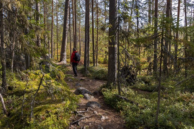 Hamra nationalpark Spaning efter fikaplats i gammelskogen.