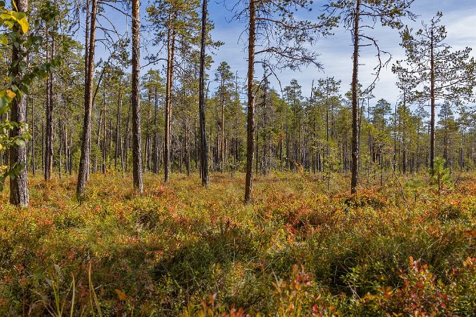 Stort myrkomplex Nästan halva nationalparken är ett stort sammanhängande myrkomplex bestående av kärr, bäckar, små tjärnar, gungflyn och tallbevuxna holmar.