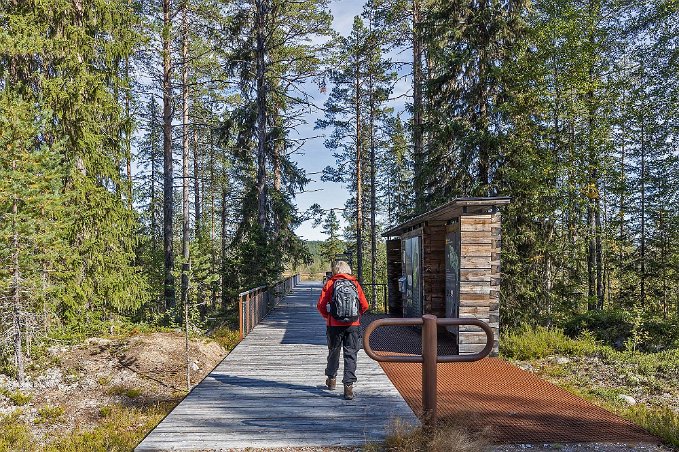 Vid Myrentrén Från Myrentrén i Hamra nationalpark fortsatte vi till utsikttornet med fin utsikt över myrlandskapet.