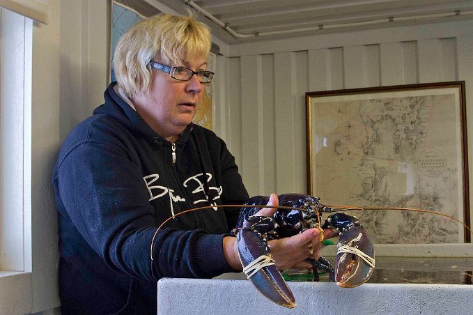 Blå hummer