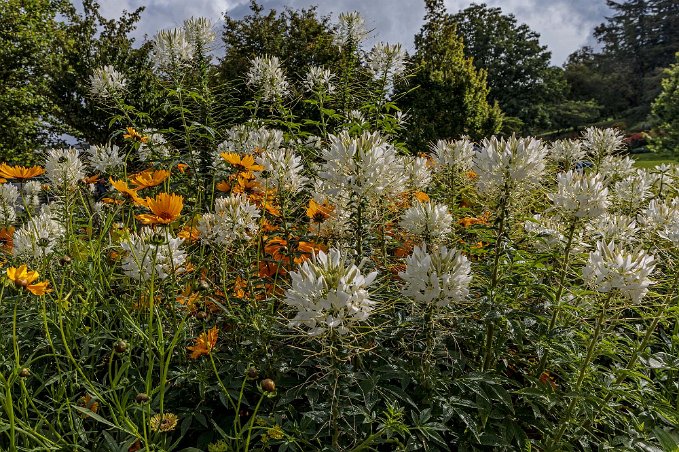 Botaniska trädgården